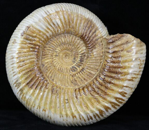 Perisphinctes Ammonite - Jurassic #31755